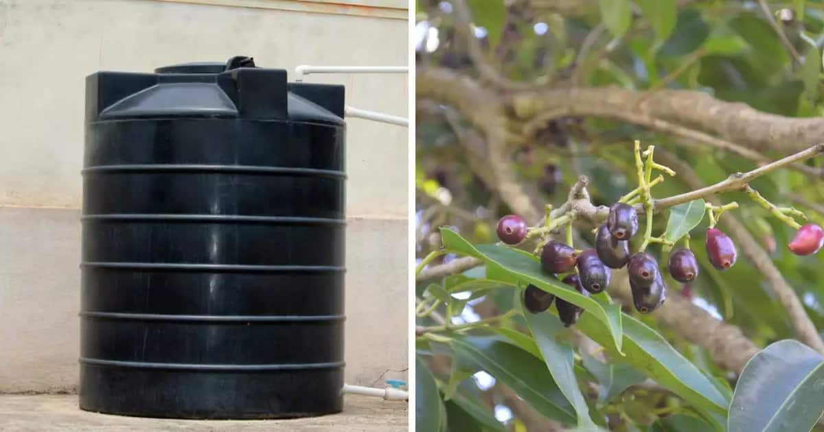 Water Tank Cleaning Tips Using Jamun Wood