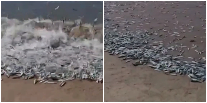 sardine fish comes to beach side huge rush to collect video viral