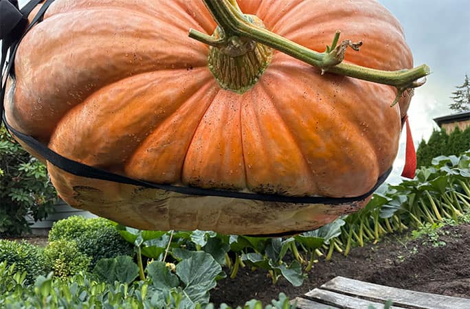 US Man Carves Boat out of 555 kg pumpkin Sail 75 KM In River san