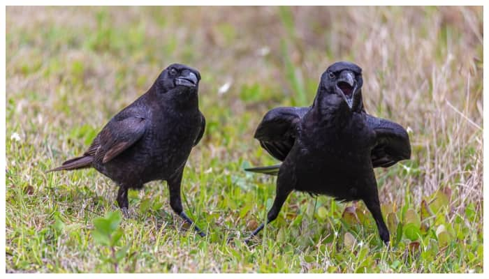 Crow can remember faces, seek revenge for up to 17 years, study finds dmn