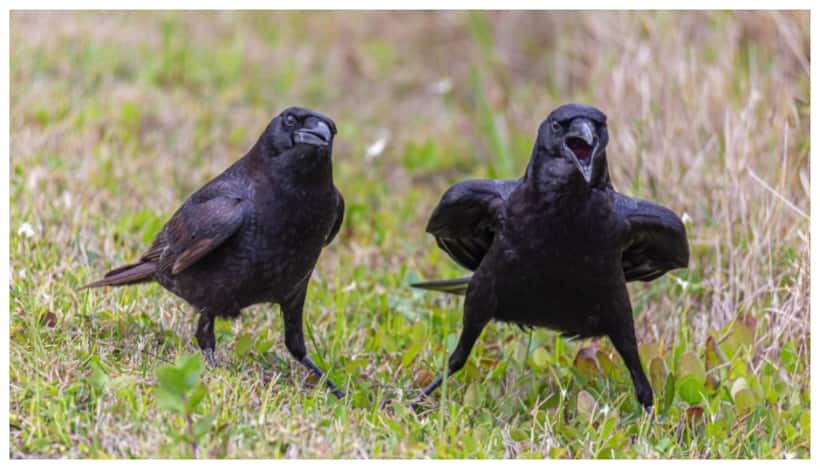 Crow can remember faces, seek revenge for up to 17 years, study finds 