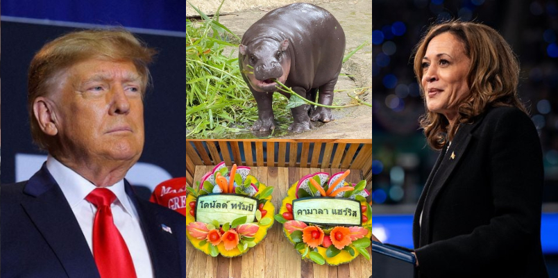 pygmy hippo Moo Deng election prediction video viral chose Donald Trump labeled fruitcake over Kamala Harris