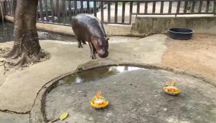 Viral baby hippo Moo Deng predicts who will win US presidential elections 2024 with watermelon choice (WATCH) gcw