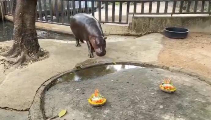 Viral baby hippo Moo Deng predicts who will win US Elections 2024 with watermelon choice (WATCH)