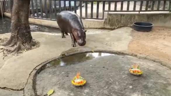 Viral baby hippo Moo Deng predicts who will win US presidential elections 2024 with watermelon choice (WATCH) gcw