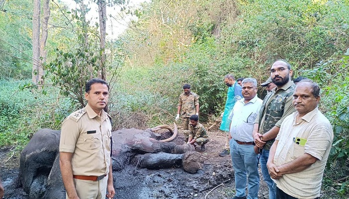 Elephant Dies at BRT Tiger Reserve Forest in Chamarajanagara grg 