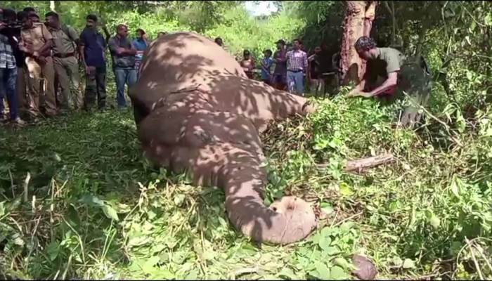 wild elephant died of electric shock in wayanad pulpally 