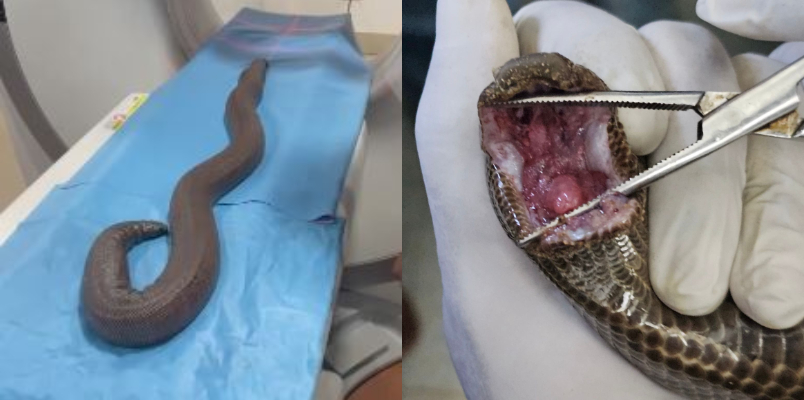 mast cell tumor affected Red Sand Boa effective cancer treatment in trivandrum zoo