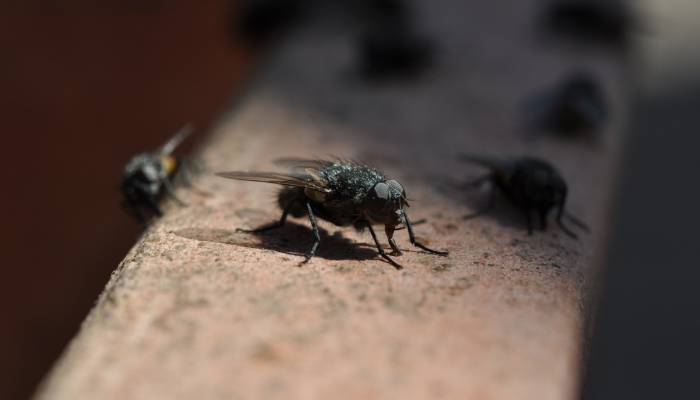 how flies helps police to solve a murder case in Madhya pradesh 