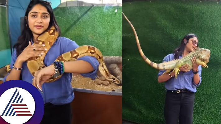 Bigg Boss Sangeeta Sringeri enoying with python, Iguana in Mysore Video gone viral suc