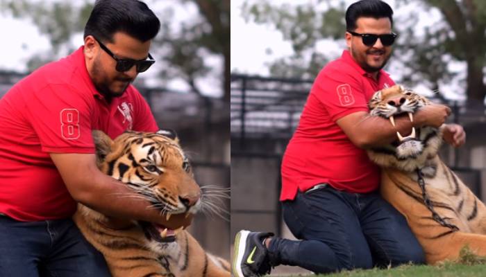 Pakistan man puts his hand inside a tigers mouth shocking video 