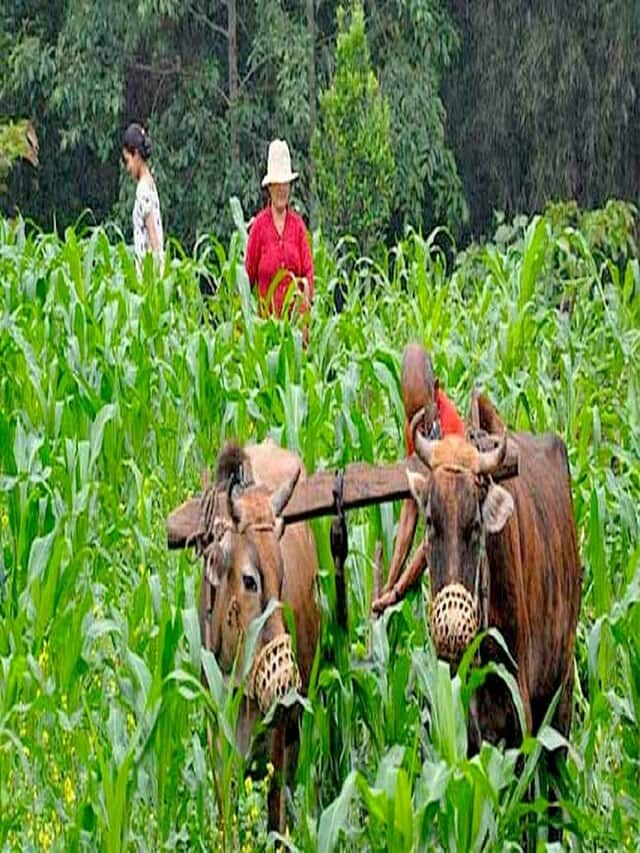 India s first organic state sikkim-pesticide-free-farming