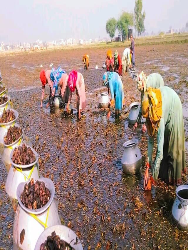 water-chestnut-farming-setpal-singh