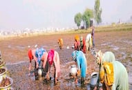 water-chestnut-farming-setpal-singh