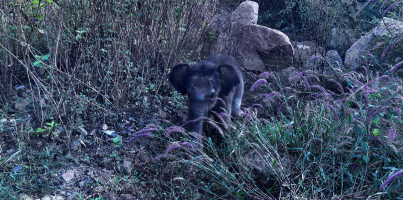 elephant calf rescued after two days stranded from herd and mother elephant