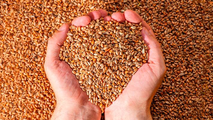 barley grains