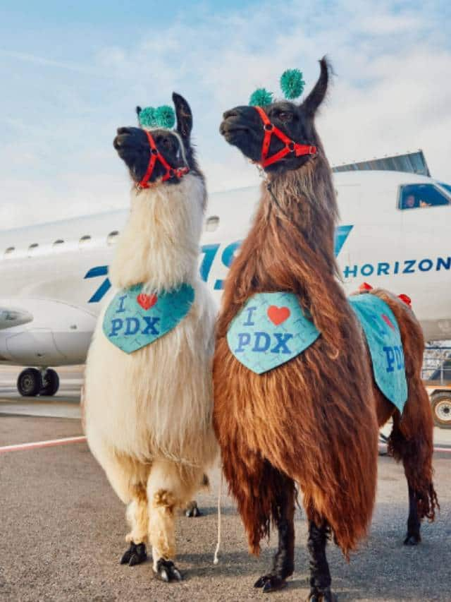 Llama Therapy in Portland International Airport