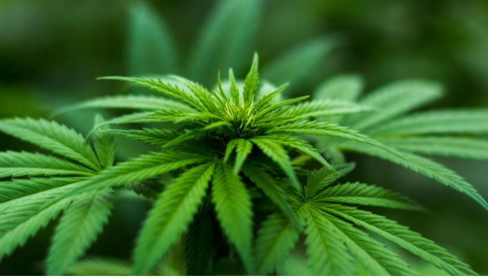 Bengaluru couple arrested for growing cannabis as home decor released on bail vkp