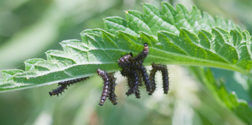 after cyclone Caterpillars damage black gram crop 