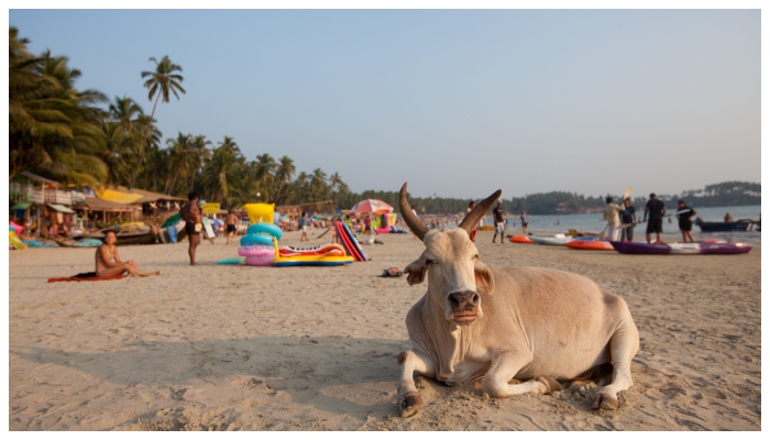 Post appealing to Indians to boycott Goa goes viral