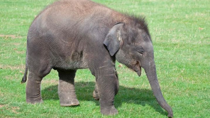 Bandhavgarh Elephant Calf walked 70 kilometers in search of dead mother