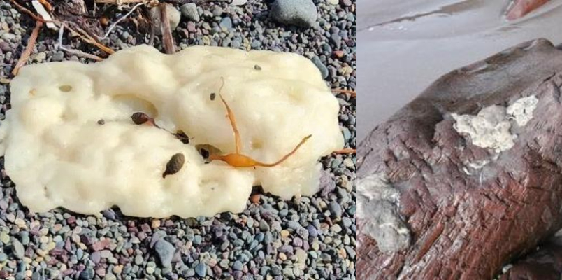 rare yellow substance spots beach chemist reveal mystery months later