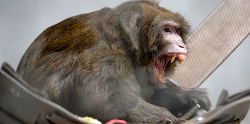 43 monkeys escape research lab warning for people