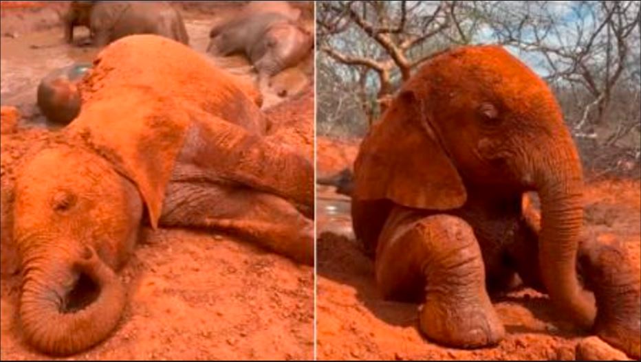 Rare video of elephant calf played like a child in mud 