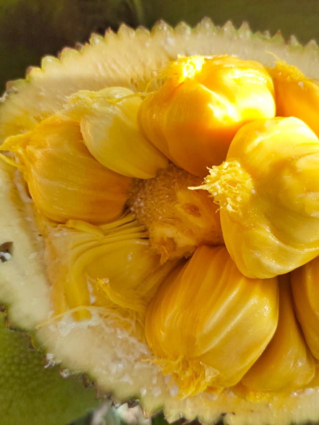 Reasons to Avoid Jackfruit Consumption During Summer rav
