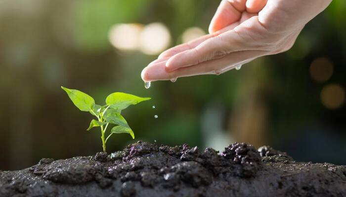 Mental Health: Step by step guide to create healing Gardens with plants