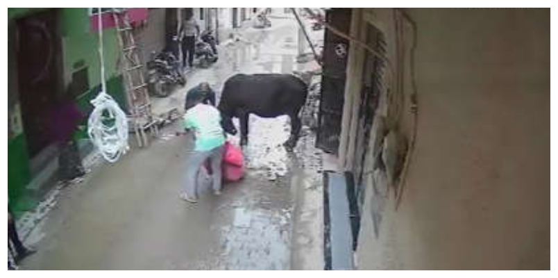 Stray Bull Attacks Old Woman She Courageously Held the Bull with it's Horns video out  