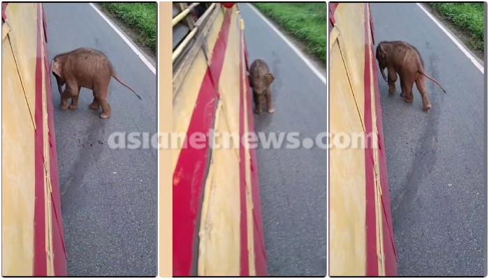 viral video of baby elephant in front of ksrtc bus in wayanad