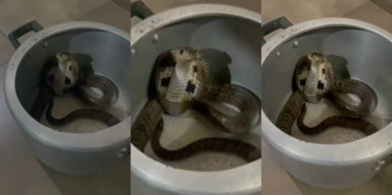 Cobra was caught inside the pressure cooker from Kozhikode Thamarassery