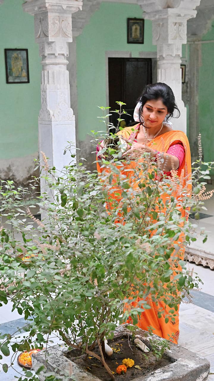 Tulsi Vivah 2024: Date, significance and 6 plant care tips ATG