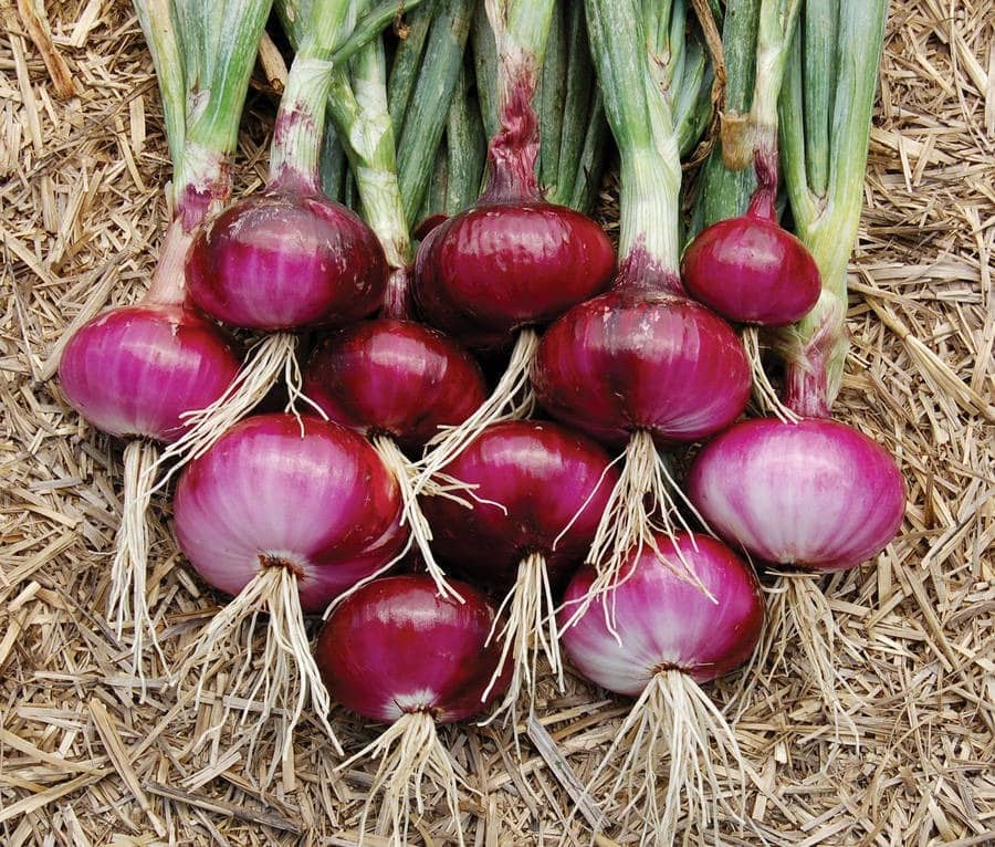 onion price hit century in tamil nadu vel