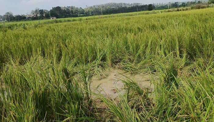 Elephants Teams Destroy Crop in Chikkamagaluru grg 