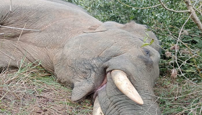 Elephant dies due to electrocution in coffee plantation in Chikkamagaluru grg 