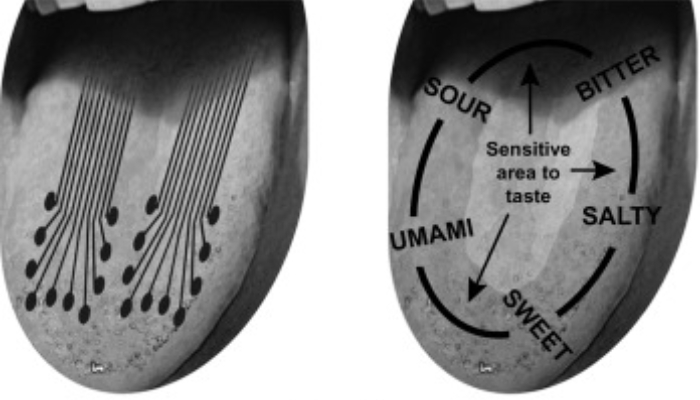 electronic tongue or e tongue new revalution in food industry 