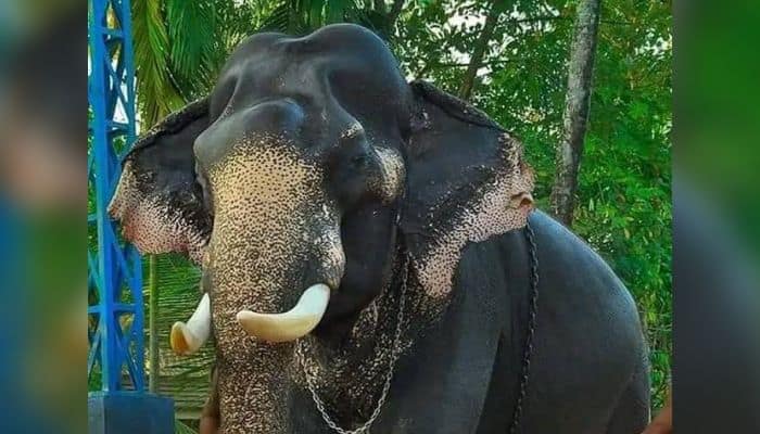 Tusker vadakkunnathan chandrasekharan dies 