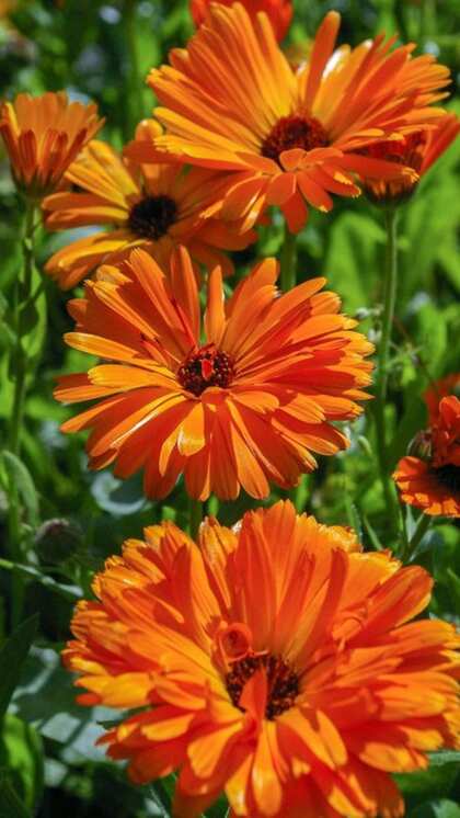 Calendula: A Winter Blooming Beauty