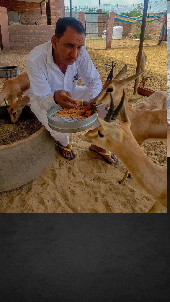 Anil Bishnoi from Rajasthan has rescued over 10,000 blackbucks and chinkara iwh