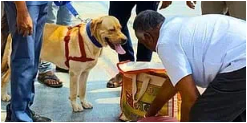 During raid in railway station sniffer dog ran towards a residential building nearby reason