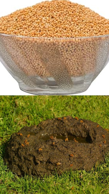 Cow dung and yellow mustard seeds