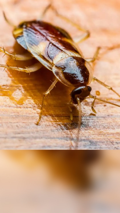 What can live for a week or more without its head?