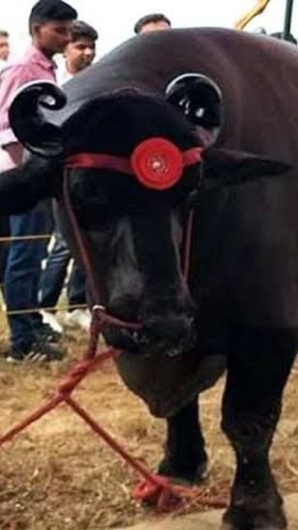 This Haryana buffalo is precious