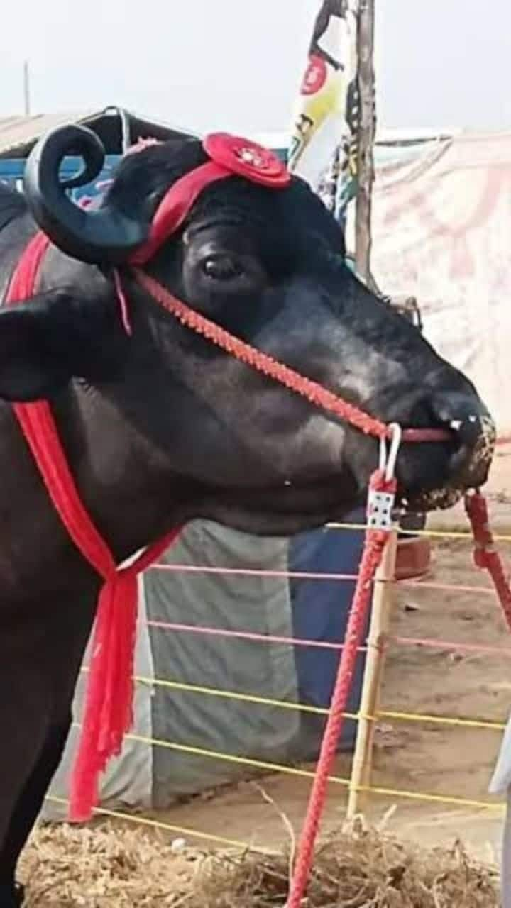 Buffalo worth Rs 23 crore at Pushkar International Animal Fair 2024 RBA