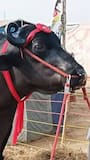 Buffalo worth Rs 23 crore at Pushkar International Animal Fair 2024