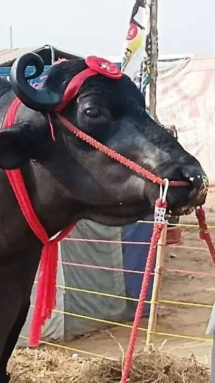 Buffalo worth Rs 23 crore at Pushkar International Animal Fair 2024