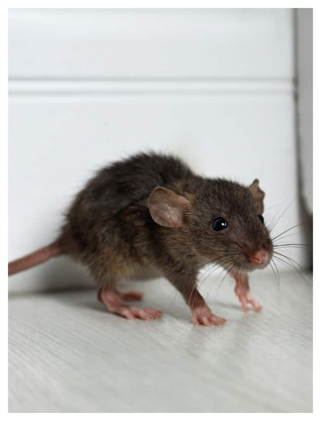 best home remedies to get rid of rats in tamil mks