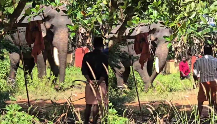 Elephant gone amok near Thrissur Kattakampal temple